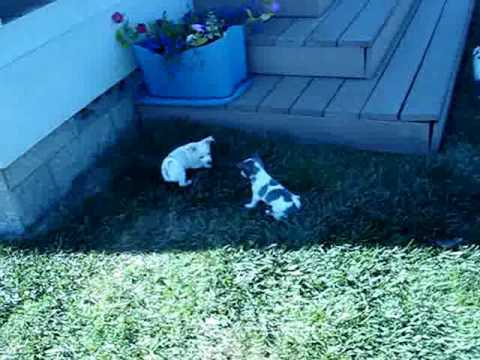 chihuahua-puppies---white-and-blue,-chocolate-spotted!