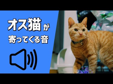 【ネコ様用】オス猫が寄ってくる音