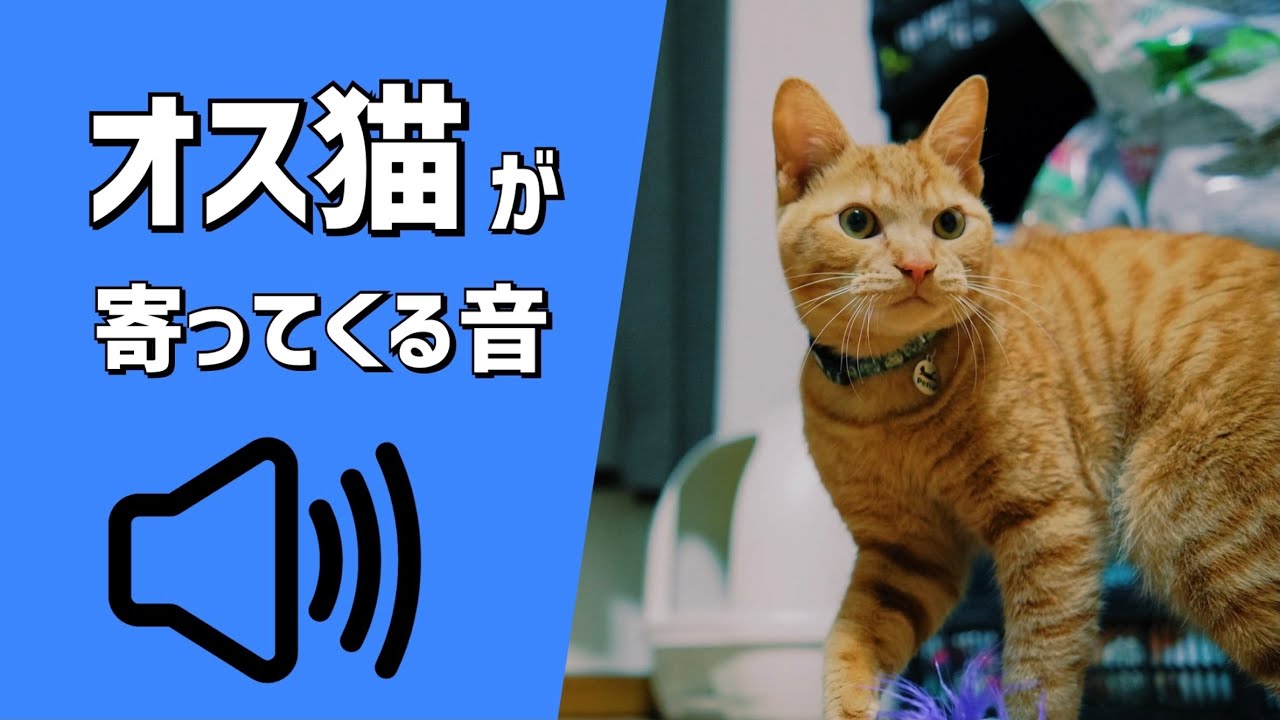 【ネコ様用】オス猫が寄ってくる音 - YouTube