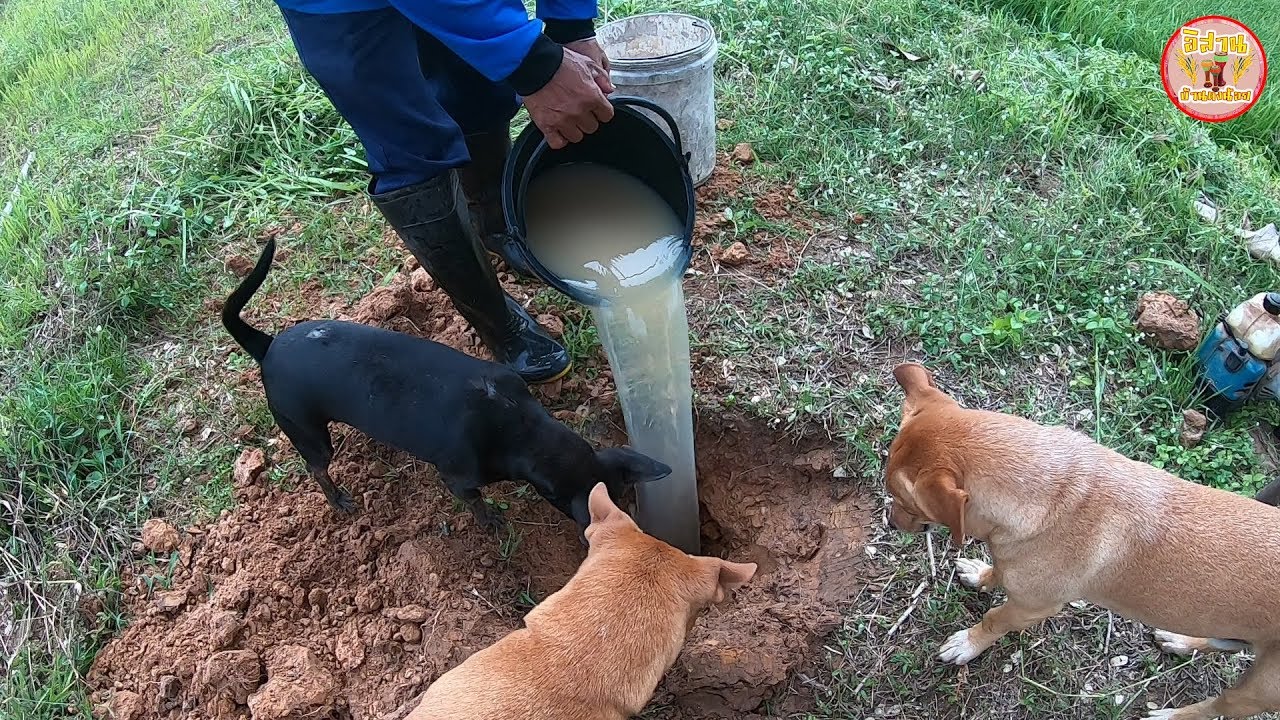 งานเข้าแล้วๆ!! กาแฟ??บ่น่าทำกับพ่อใหญ่ลุนแบบนี้ดอก!! กรอกน้ำหนู หาหนู เทิ่งคูสาน้องไผ่