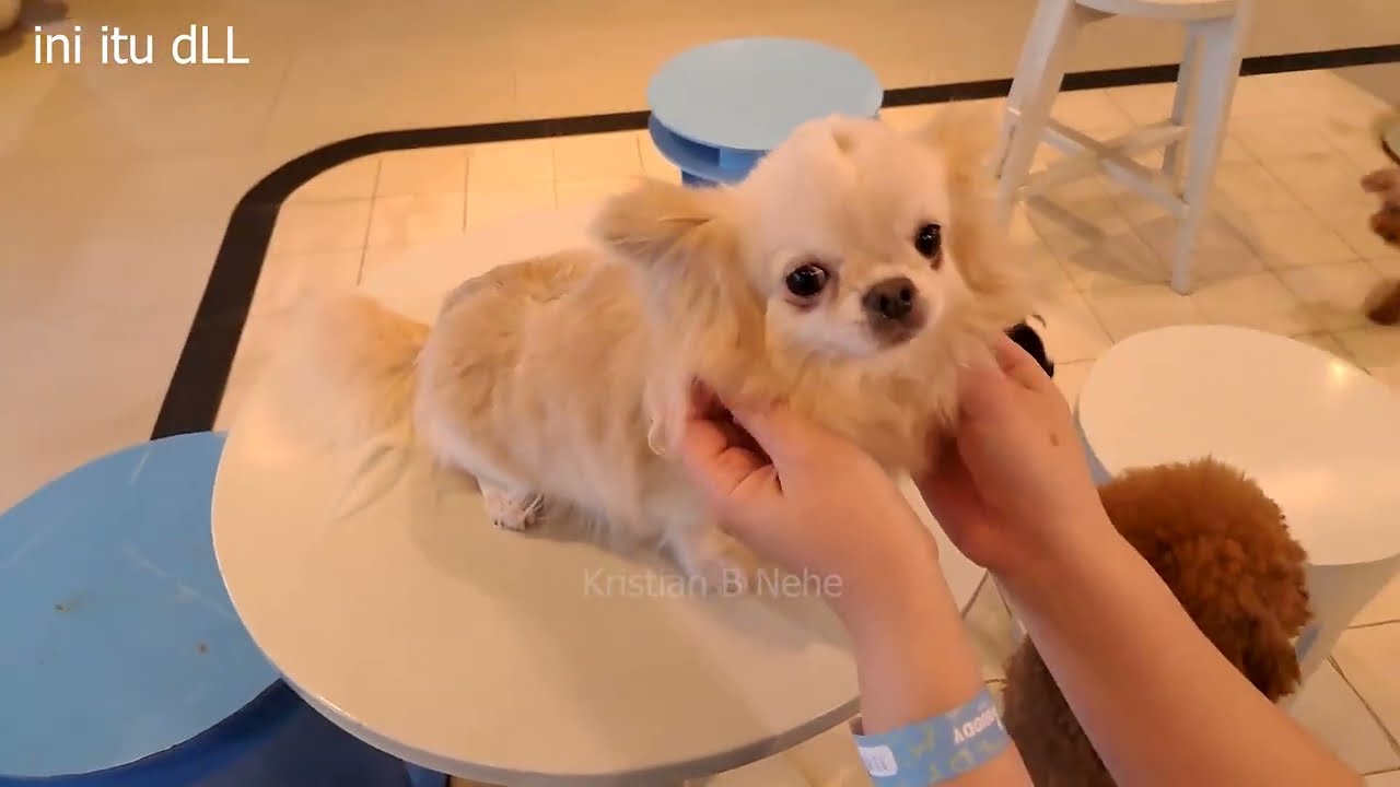 Loyal Buddy Dog Club & Park   Bandung, Indonesia