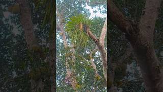 Kherangmbha jungle wild orchid.. #villagelife #orchids #Tripurafolktales #Storiesbehind