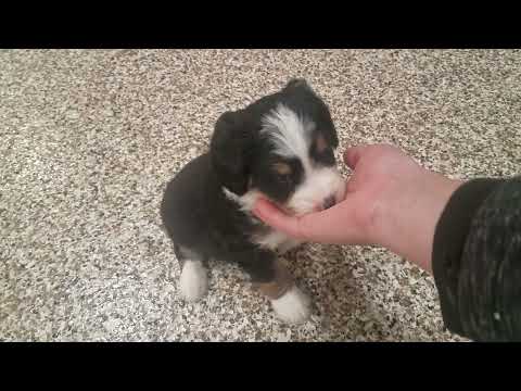 Bernedoodle Puppies In Illinois