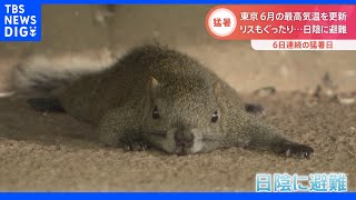 「夏バテ」は人間だけじゃない？リスはぐったり、エアコンが壊れたラーメン店は窮地 “観測史上初”の猛暑相次ぎ各地に異変｜TBS NEWS DIG