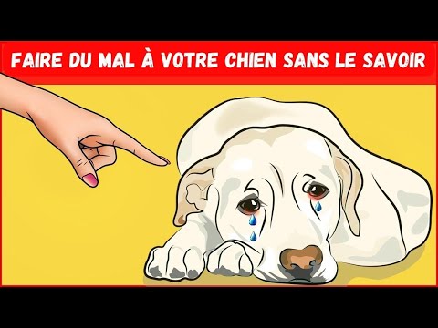 Vidéo: 3 façons de contribuer au mauvais comportement de votre chien