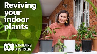 Quick tips for identifying and fixing issues with your plants | Indoor Plants | Gardening Australia