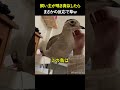 飼い主が鳥の鳴き真似したら、まさかの反応で草ｗ