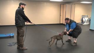 Proofing The Come Command | Dog Training with Tyler Muto