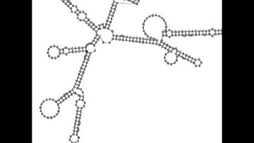 Human Non Coding RNA Folding - Part 3
