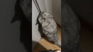 Help Me Human Smart Cat Wants The Door Open
