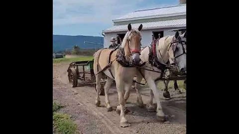 Atlas farming in open bridle