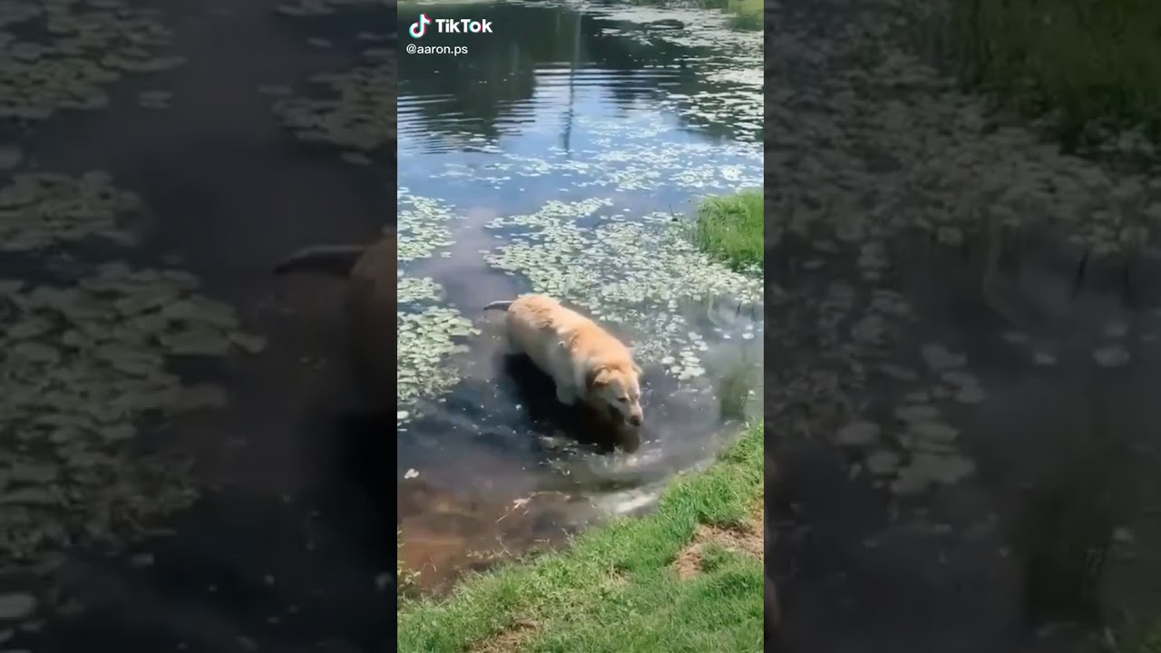 Dog screaming tiktok YouTube