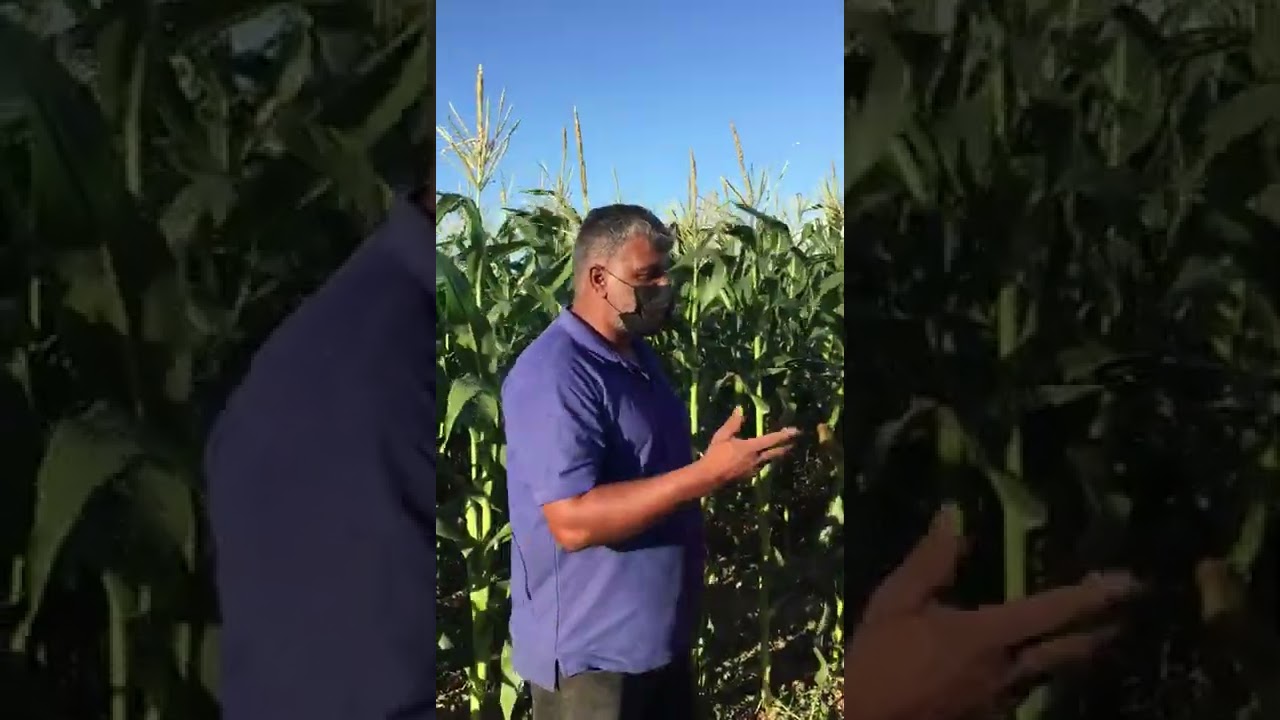 Trinidad Agronomist Michael Baboolal. Advertising Kingsweet Corn Variety.