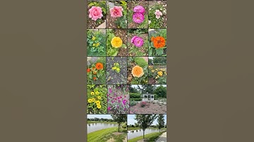 shutterstock contributor explores my new flowers photos, #nature #garden  #flowers #photography