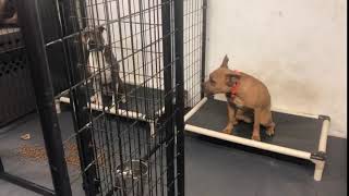 Dogs for adoption show off their "wait" skills! (WAAL)