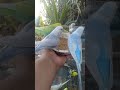 Why These Beautiful Budgies Are So Fascinating to Watch