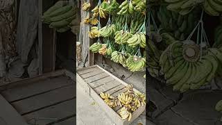 lapak pisang dipasang tradisional#pisang