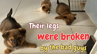 The Puppies Had Their Legs Cruelly Broken And Were Left To Die, Until This Happened