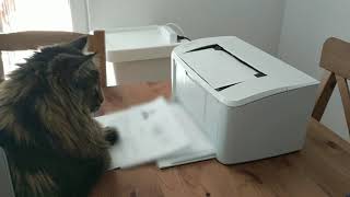 My cat's first reaction to a printer | Norwegian Forest Cats