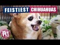Feistiest Chihuahuas Ever 😳 | Funny Dogs