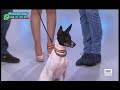 Convulsiones o epilepsia en perros | Estando Contigo - CMM