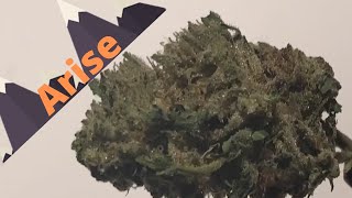 Arise Strain Review