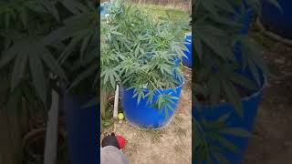 Outdoor prep 2019 marijuana grow