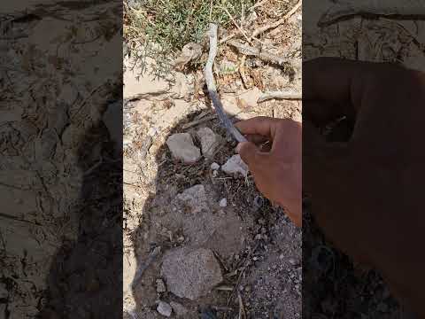 فسخ أفعى الموريتانية  اكسبلور     افاعي أفعى عاجل