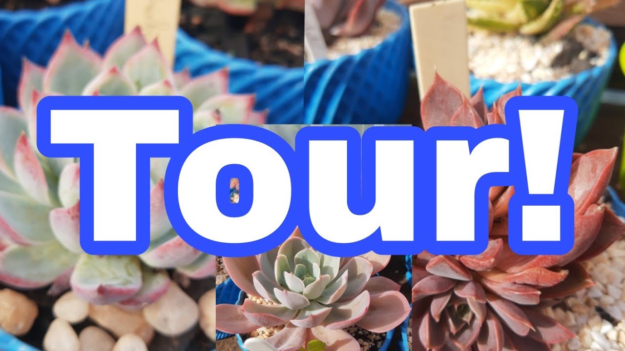 Tour pelas plantas de vendas !