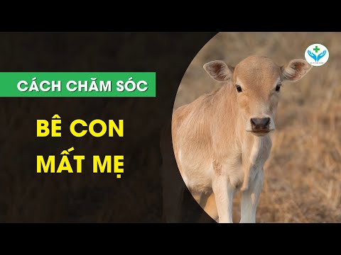 Cách chăm sóc bê non mất mẹ┃Agridoctor.vn┃Bác sĩ nông nghiệp 2023 Mới