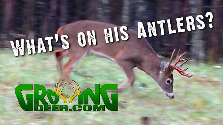Deer Hunting | Strategies for Thermals, Wind Direction | Buck Behaviors (#472)