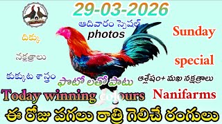 29 March 2026 Today winning colours//Nanifarms colourupdate//kukkutasastram telugu #colorupdate 