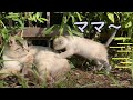 母猫が帰ってきて嬉しそうに駆け寄る子猫