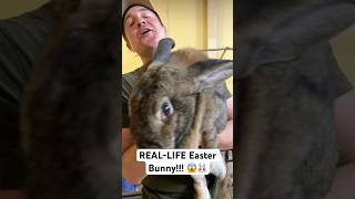 REAL-LIFE Easter Bunny!!! π±π°#shorts #rabbit