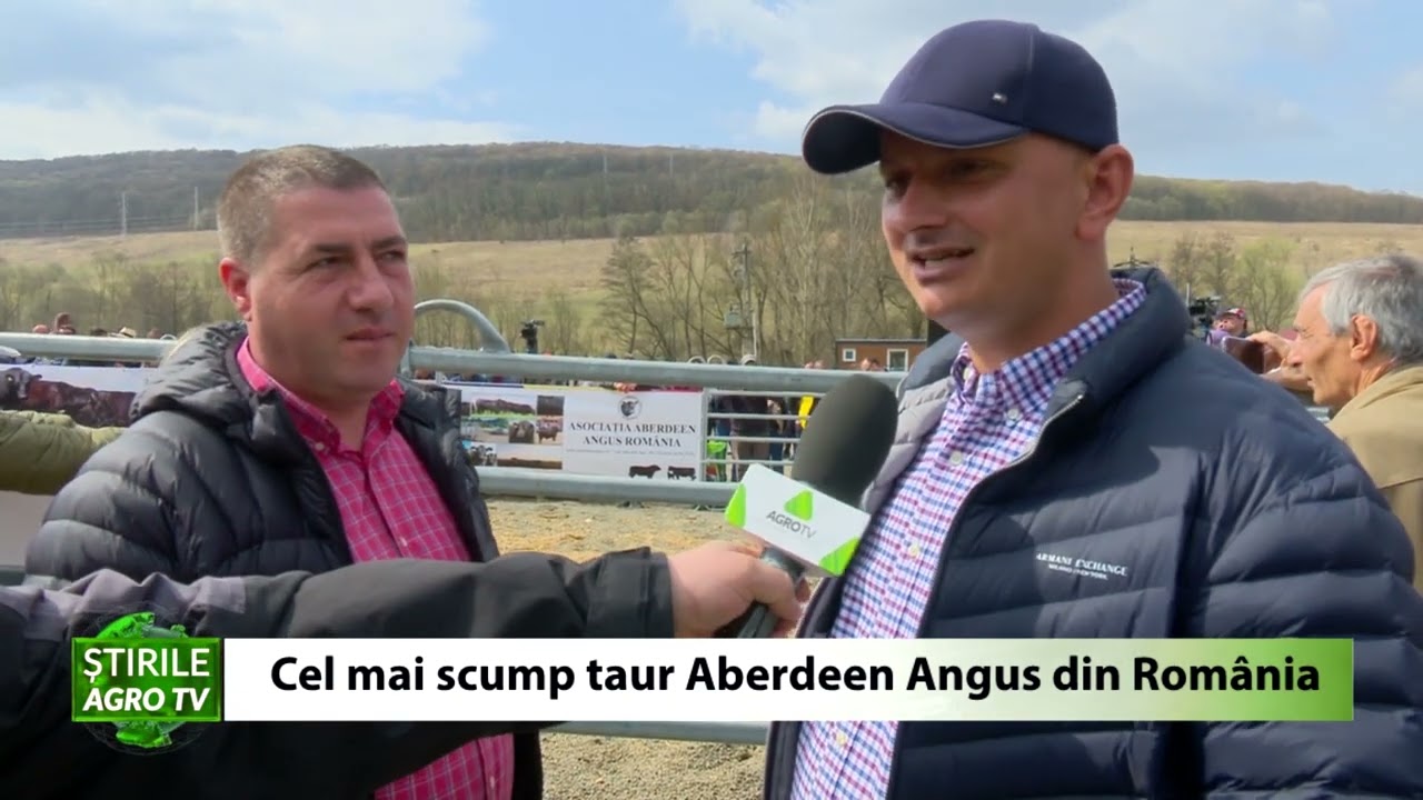 Cel mai scump taur Aberdeen Angus din România 12 04 2022