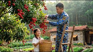 A Day Harvesting Ripe Red Wild Lychees | Ha Duc And His Daughter Take Them To Market To Sell screenshot 3