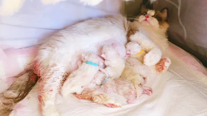 Video 3876181: cat kitten cutecat, baby cat born