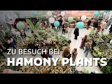are peace lily plants poisonous to dogs Peace Lily Plant Care - How to Grow Spathiphyllum wallisii