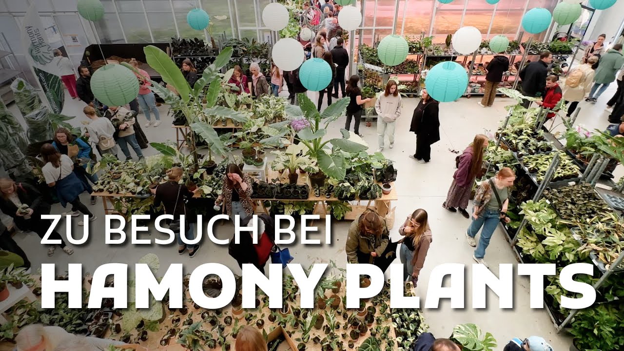 Harmony Plants: Mein Rundgang durchs Queen’s House – Harmony Day