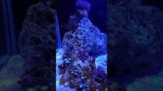 #nanoreef #aquarium #reeflife #aquariomarinho #saltwateraquarium #reef #zoanthus #xenia #palythoas