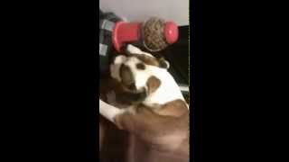 Nom Nom Jackals Dinner Trick