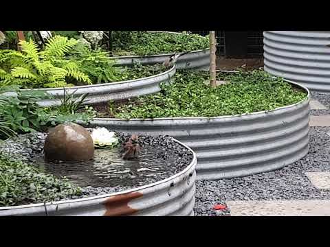 Birds loving my birdpond!