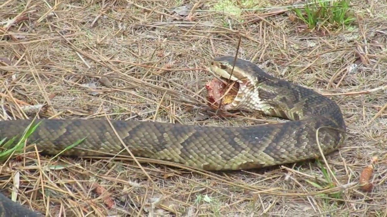 2 Water Moccasin Eats Red Rat Snake 724 abr YouTube