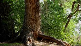 Trees Forest Panning Shot 1 | FREE NATURE STOCK FOOTAGE