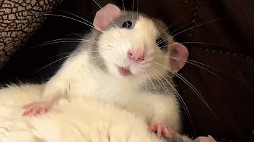 Woman brings home a rat and discovers he's just like a puppy