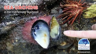 See What You Know about the Sea Urchins @CLEAquarium