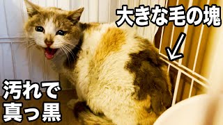 人間のせいで嫌われる罪の無い野良猫守ってほしい伝えたい事 #猫 #保護猫 #cat