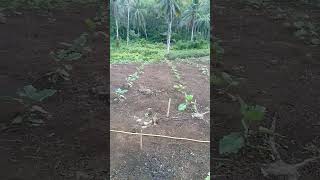 Talong Calixto F1 Gimba-Tv