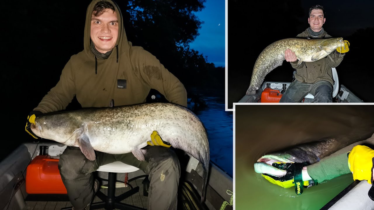 Harcsapergetés - Az alkonyat harcsái