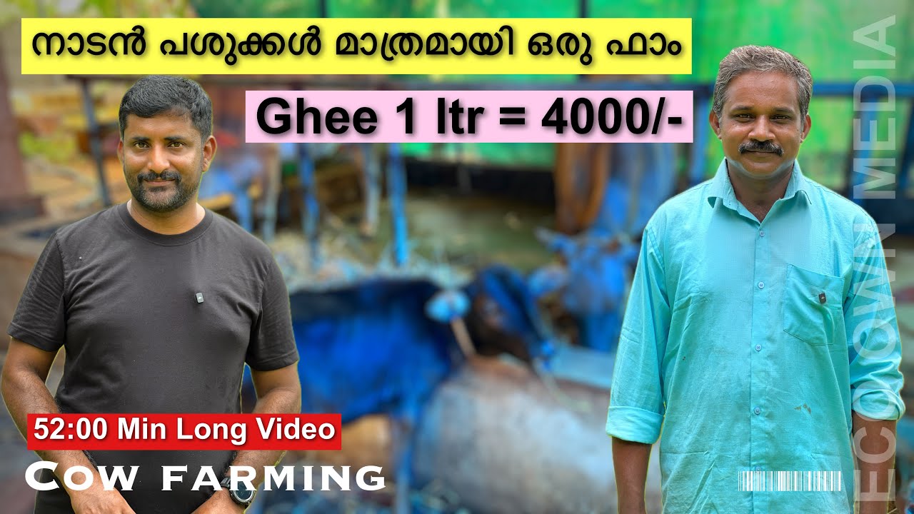 നാടൻ പശുക്കളുമായി അയ്യപ്പൻ ചേട്ടൻ | kerala cow farm
